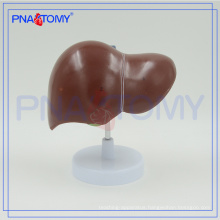 PNT-0469 life size anatomical human liver model for hospital